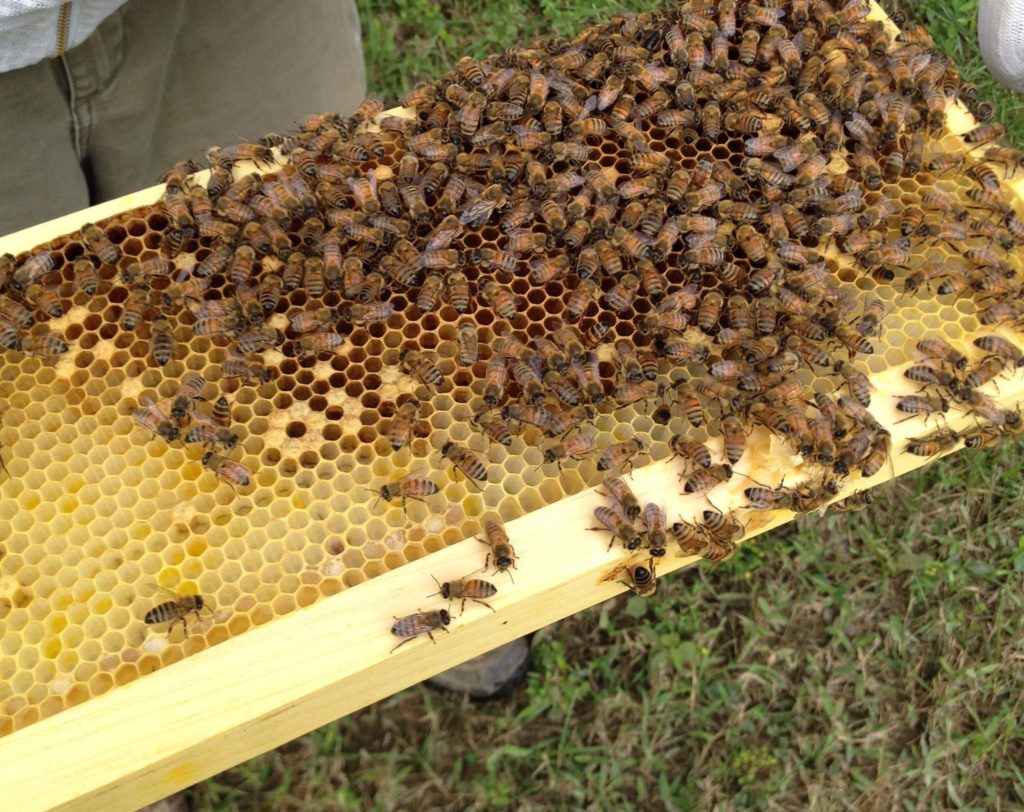 Honey Bees - Grateful Acres Farm